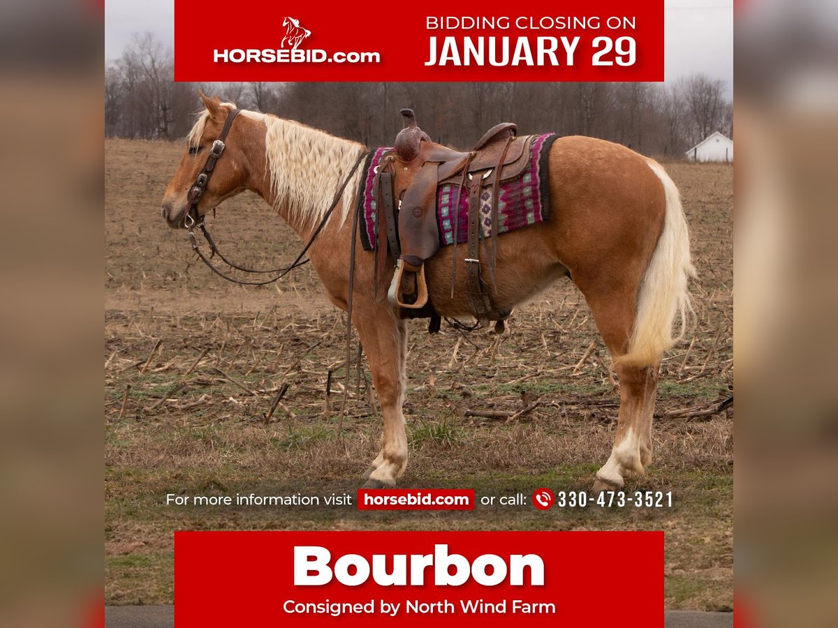 American Quarter Horse Castrone 4 Anni 147 cm Palomino in Dundee