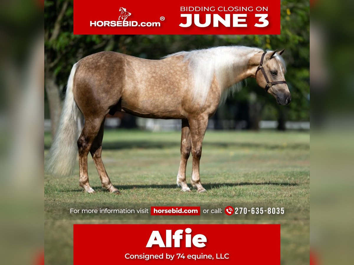 American Quarter Horse Castrone 4 Anni 147 cm Palomino in Madisonville