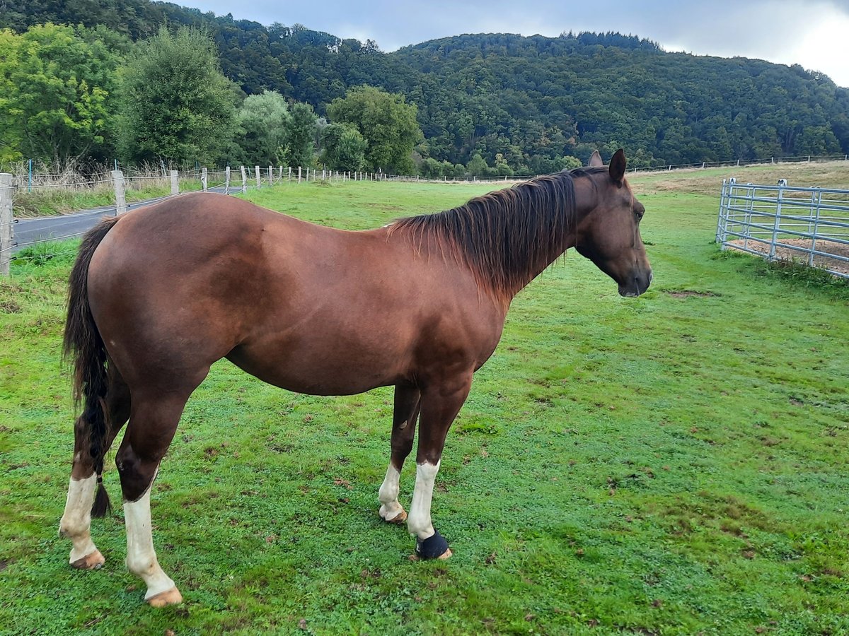 American Quarter Horse Castrone 4 Anni 150 cm Baio nero in F&#xFC;rthen