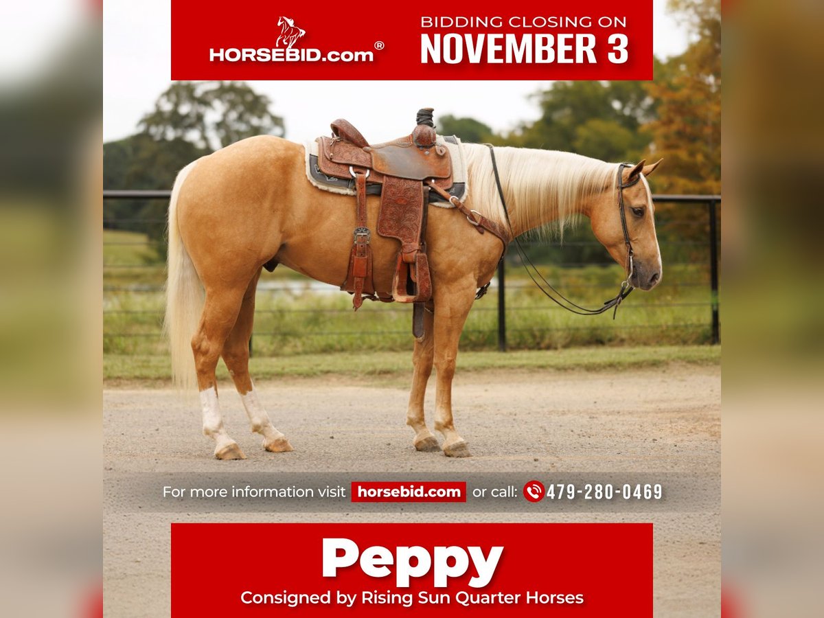 American Quarter Horse Castrone 4 Anni 150 cm Palomino in Morrilton, AR American Quarter Horse Castrone 4 Anni 150 cm Palomino in Morrilton, AR