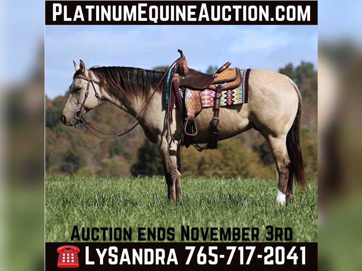 American Quarter Horse Castrone 4 Anni 150 cm Pelle di daino in Brodhead KY