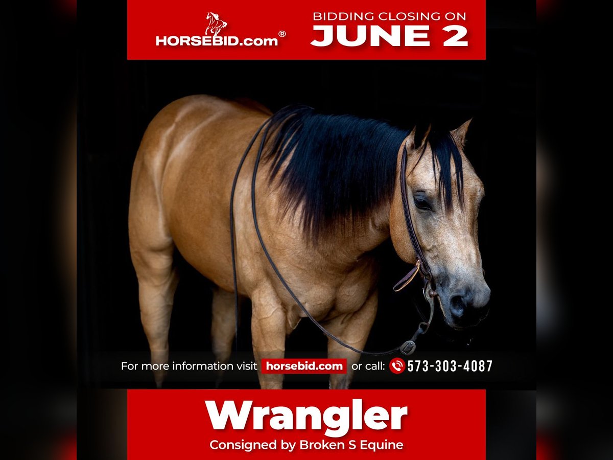 American Quarter Horse Castrone 4 Anni 150 cm Pelle di daino in Marshall, MO