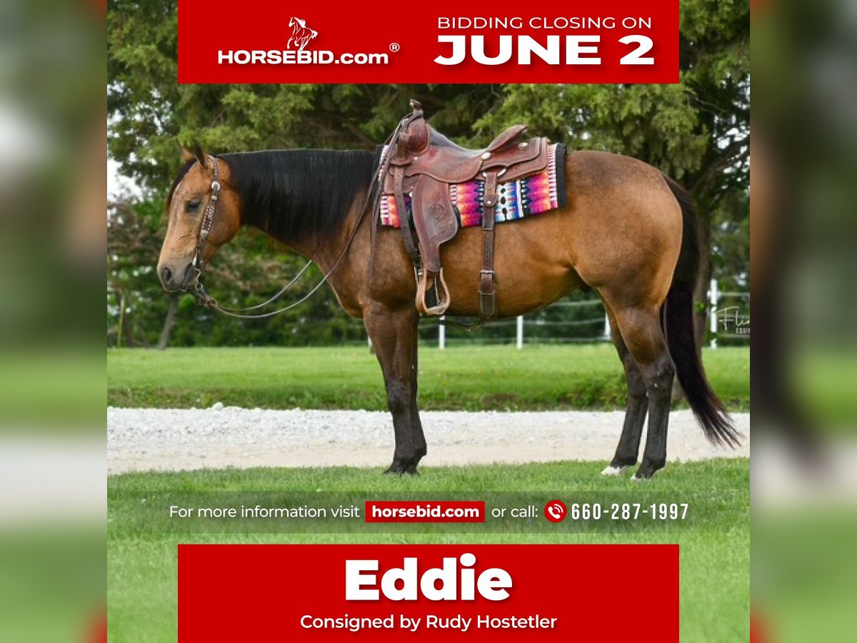 American Quarter Horse Castrone 4 Anni 150 cm Pelle di daino in Sedalia, MO