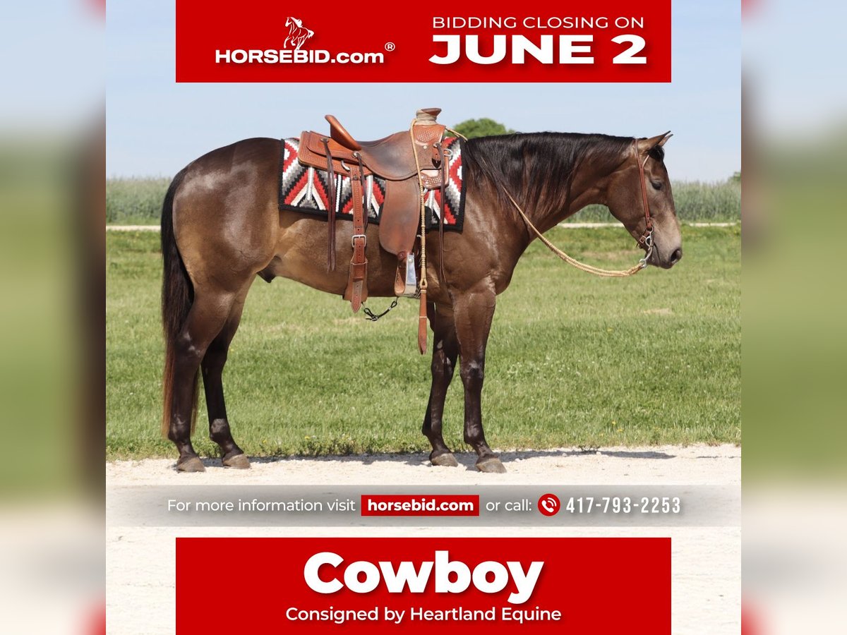 American Quarter Horse Castrone 4 Anni 150 cm Pelle di daino in Versailles, MO