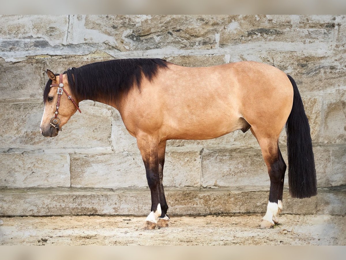 American Quarter Horse Castrone 4 Anni 150 cm Pelle di daino in Niedereschach