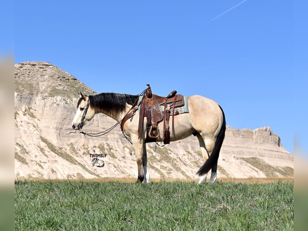 American Quarter Horse Castrone 4 Anni 150 cm Pelle di daino in Bayard, Nebraska