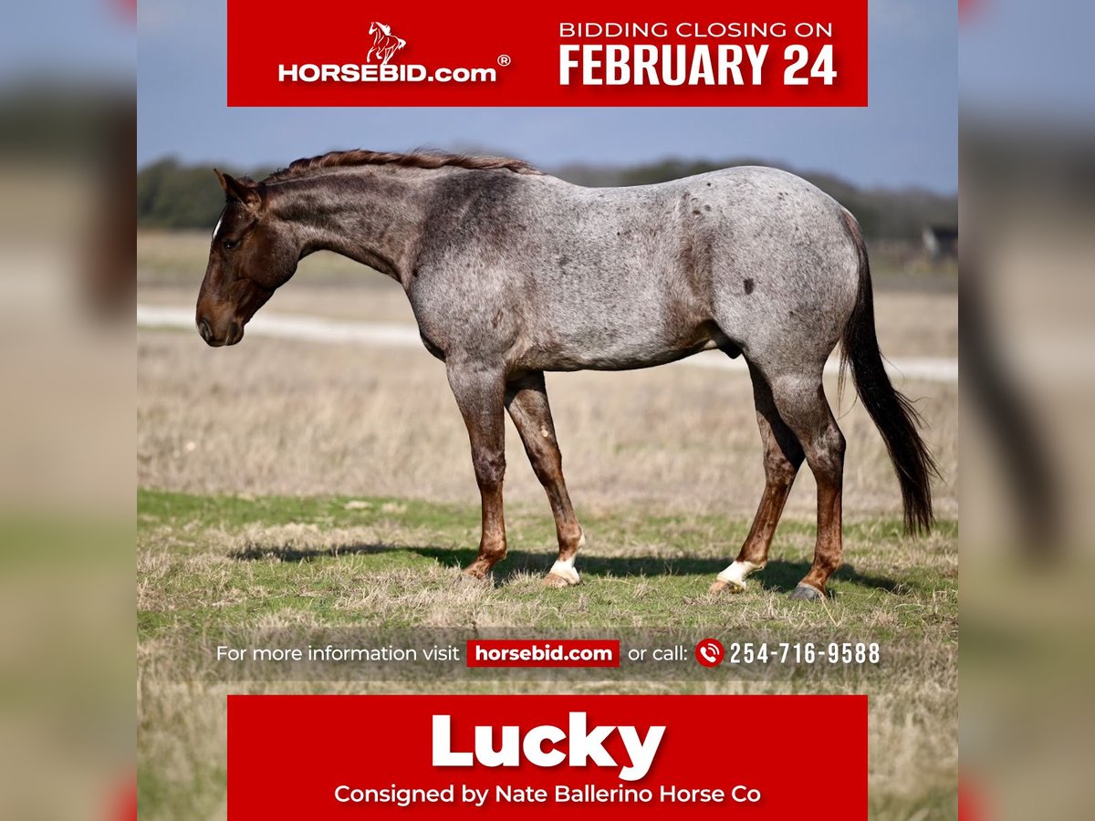 American Quarter Horse Castrone 4 Anni 150 cm Roano rosso in Waco, TX