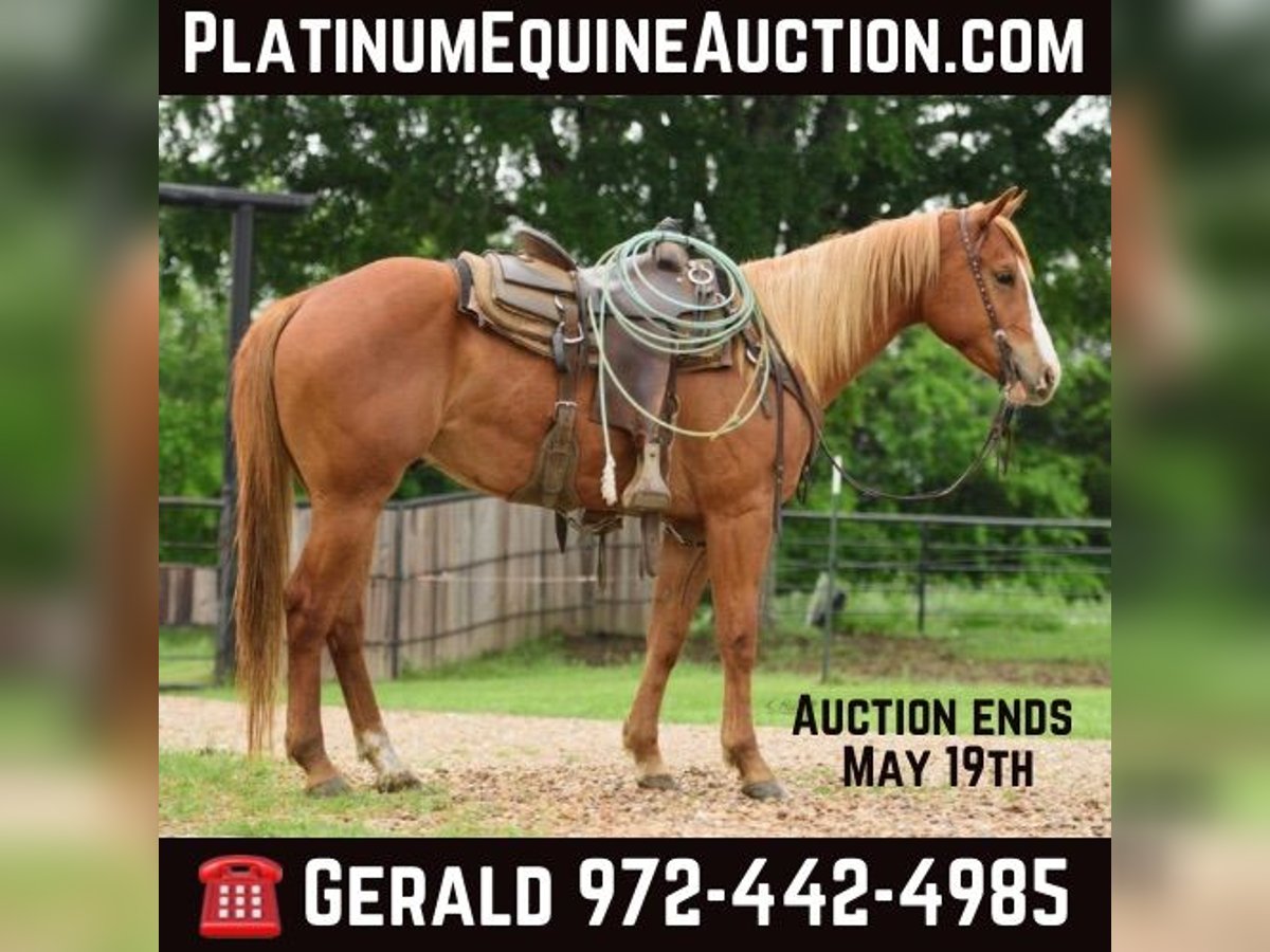 American Quarter Horse Castrone 4 Anni 150 cm Sauro ciliegia in Savoy TX