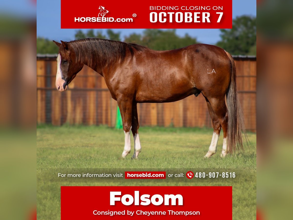 American Quarter Horse Castrone 4 Anni 150 cm Sauro scuro in Stephenville, TX