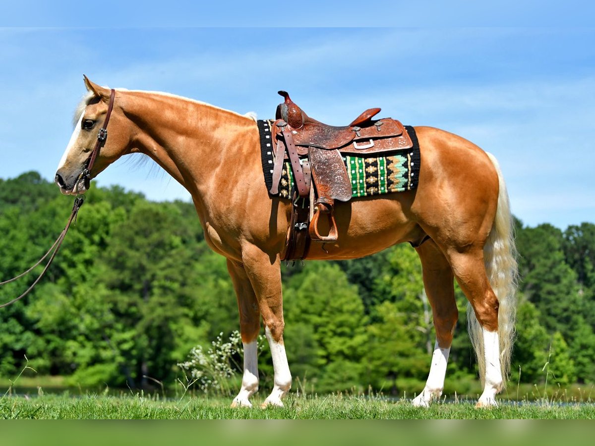 American Quarter Horse Castrone 4 Anni 151 cm Pezzato in Lancaster