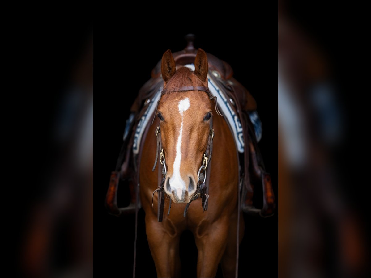 American Quarter Horse Castrone 4 Anni 151 cm Sauro in Geldrop