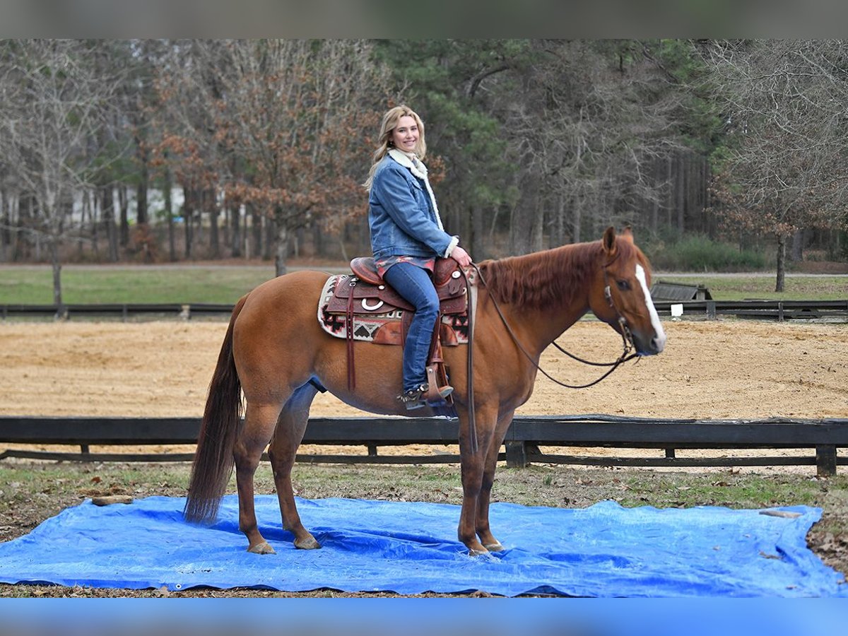 American Quarter Horse Castrone 4 Anni 152 cm Baio in Lancaster