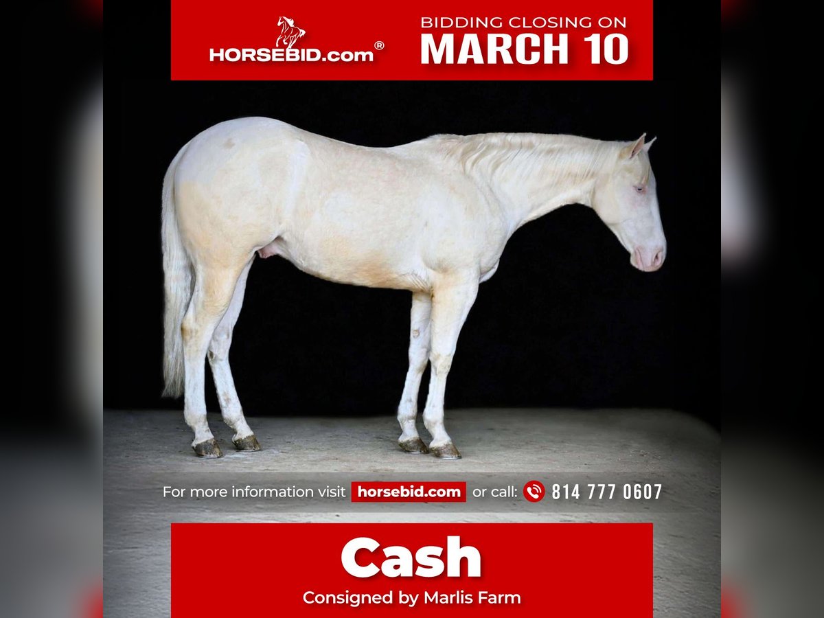 American Quarter Horse Castrone 4 Anni 152 cm Cremello in Rebersburg, PA