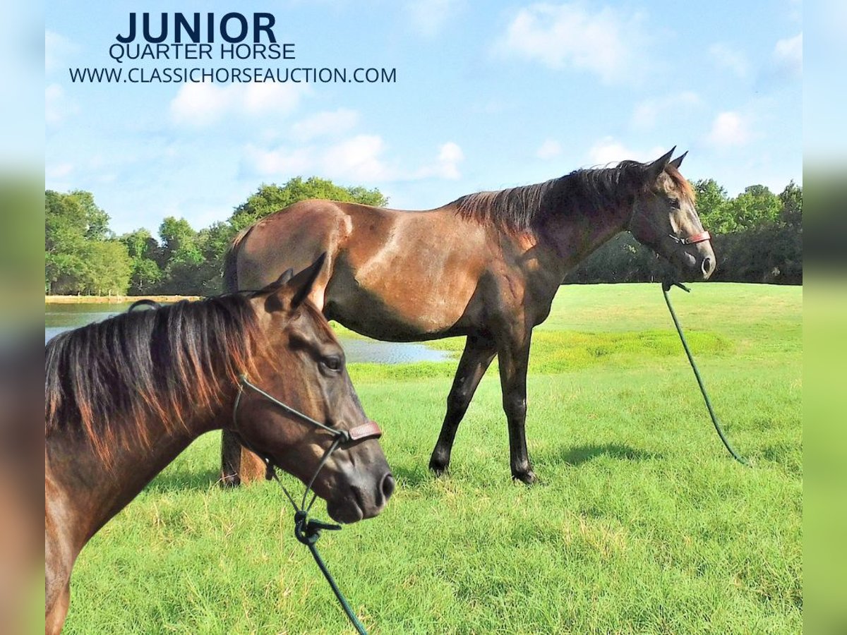 American Quarter Horse Castrone 4 Anni 152 cm Morello in New Summerfield, TX