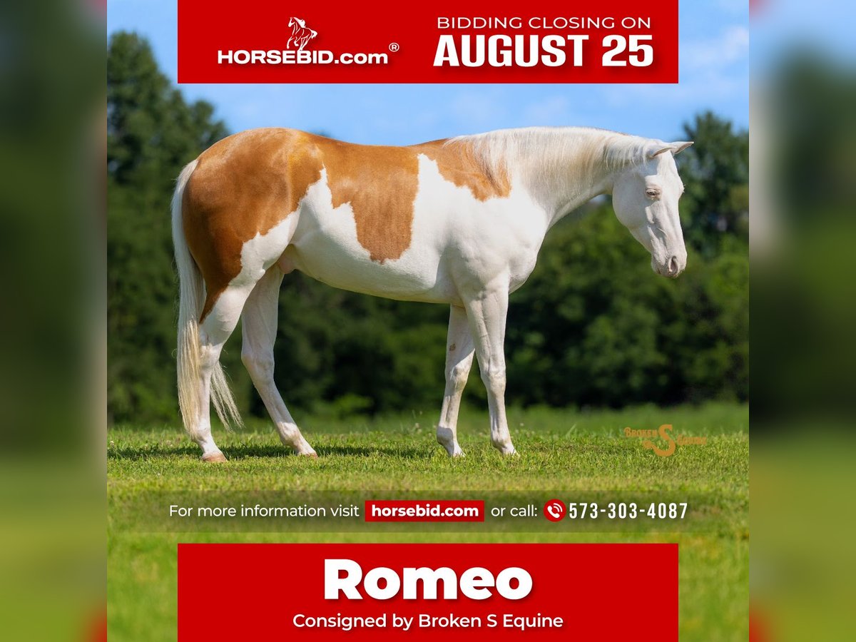American Quarter Horse Castrone 4 Anni 152 cm Palomino in Bogard, MO