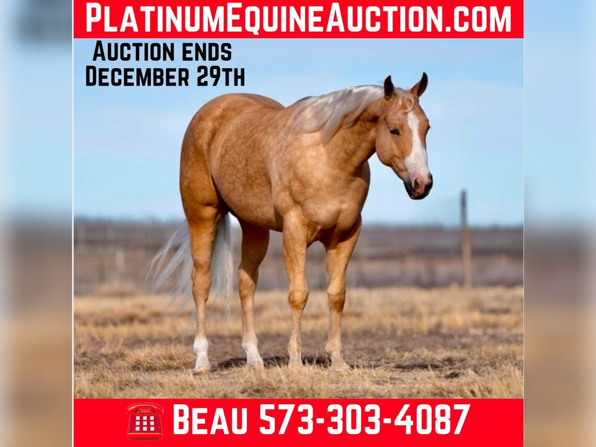 American Quarter Horse Castrone 4 Anni 152 cm Palomino in Mountain Grove Mo