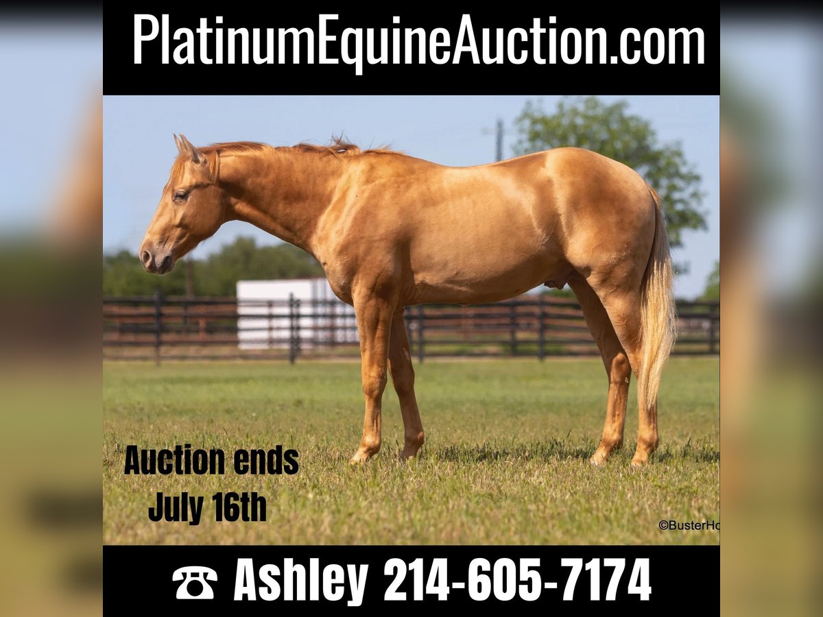 American Quarter Horse Castrone 4 Anni 152 cm Palomino in Weatherford TX