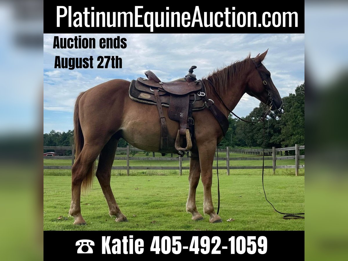 American Quarter Horse Castrone 4 Anni 152 cm in Brierfield Al