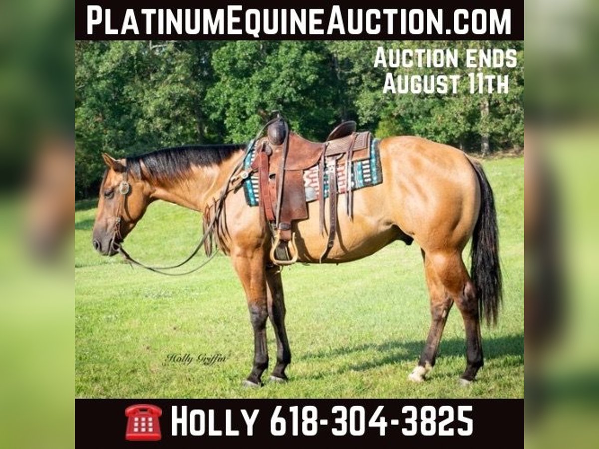 American Quarter Horse Castrone 4 Anni 152 cm in Greenville Ky