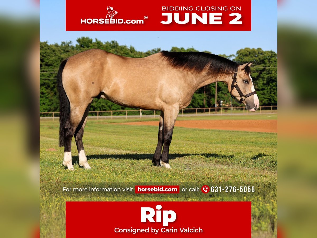 American Quarter Horse Castrone 4 Anni 152 cm Pelle di daino in Gainesville, TX