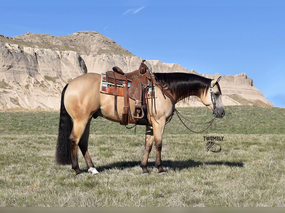 American Quarter Horse Castrone 4 Anni 152 cm Pelle di daino in Bayard, Nebraska