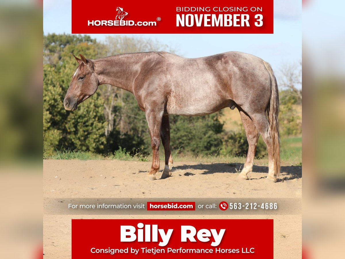 American Quarter Horse Castrone 4 Anni 152 cm Roano rosso in Bellevue American Quarter Horse Castrone 4 Anni 152 cm Roano rosso in Bellevue