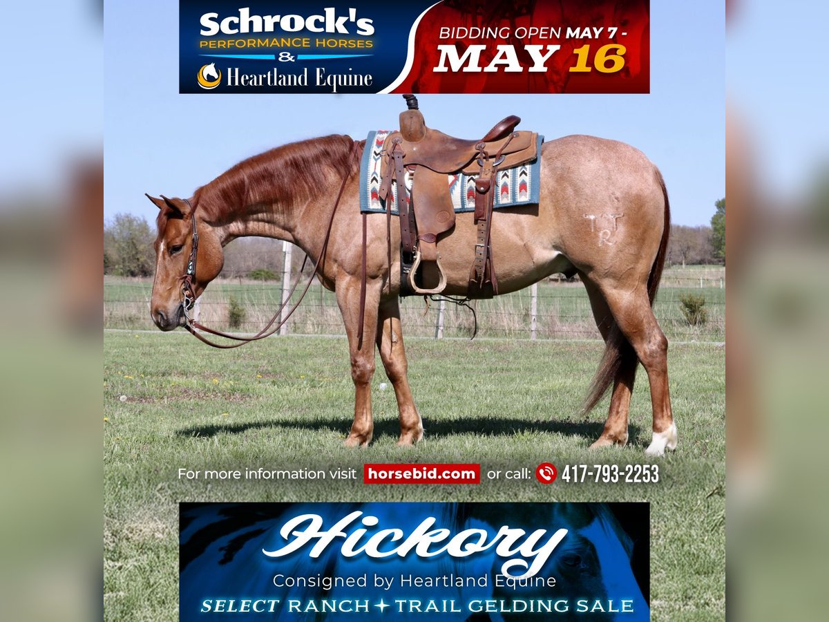 American Quarter Horse Castrone 4 Anni 152 cm Roano rosso in Mount Vernon, MO