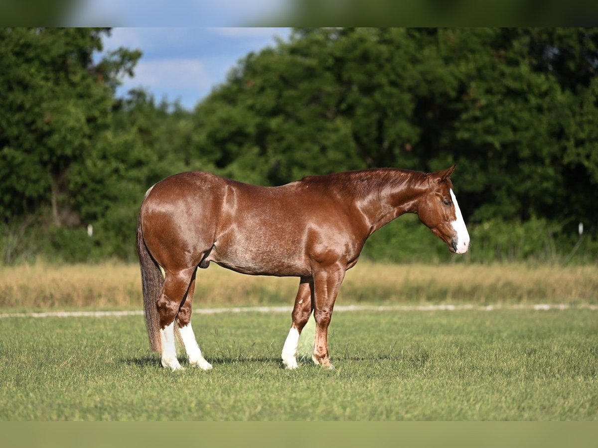 American Quarter Horse Castrone 4 Anni 152 cm Sauro ciliegia in Waco