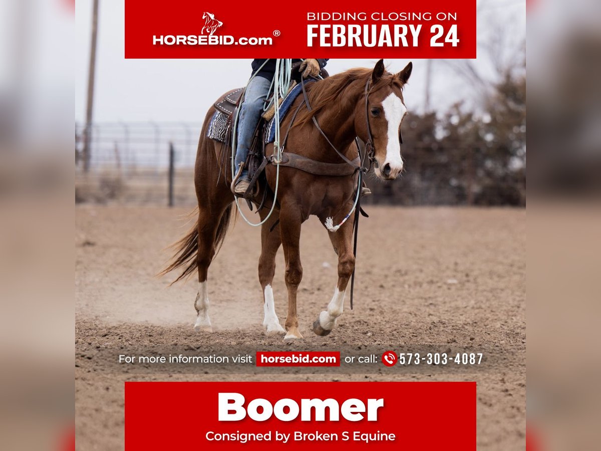 American Quarter Horse Castrone 4 Anni 152 cm Sauro ciliegia in Marshall, MO