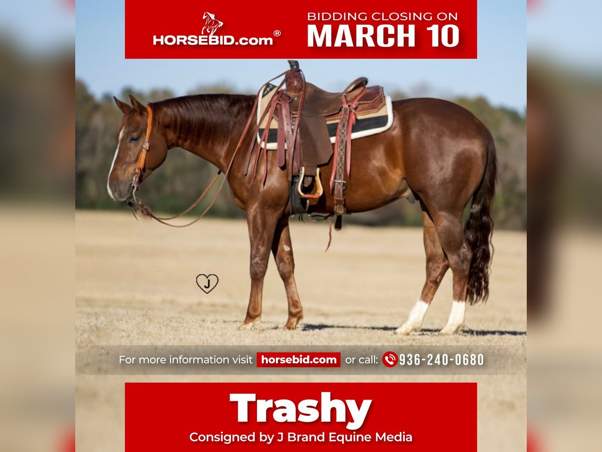 American Quarter Horse Castrone 4 Anni 152 cm Sauro ciliegia in Pollok, TX