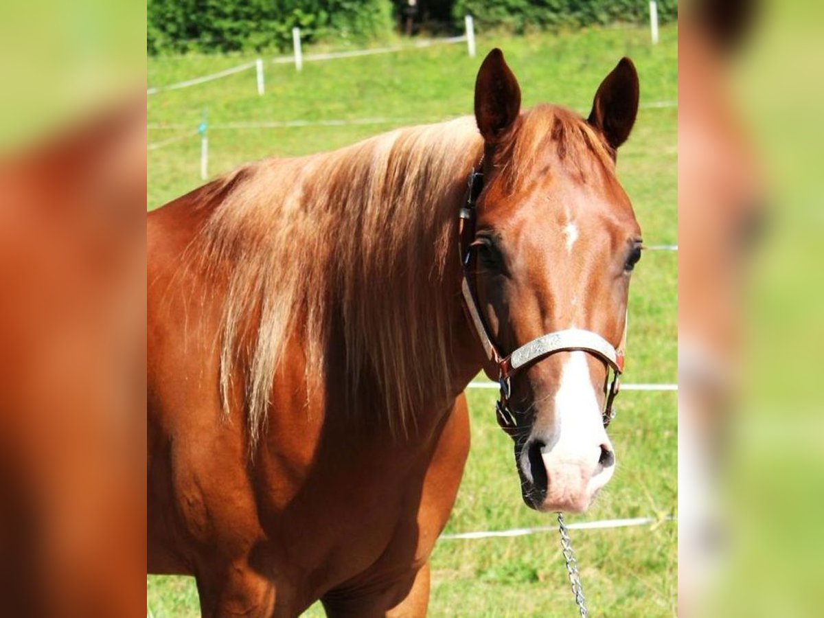 American Quarter Horse Castrone 4 Anni 153 cm Sauro in Schierling