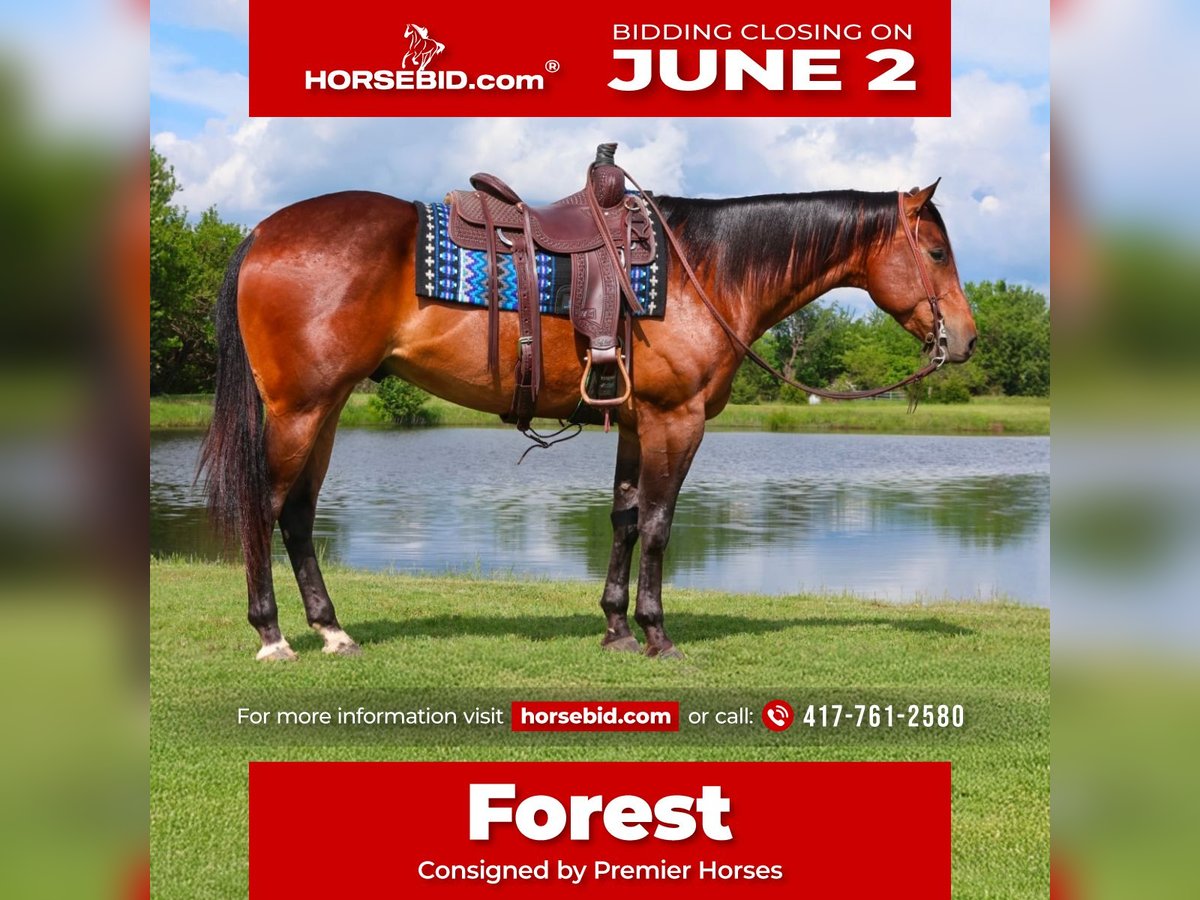 American Quarter Horse Castrone 4 Anni 155 cm Baio ciliegia in Buffalo, MO