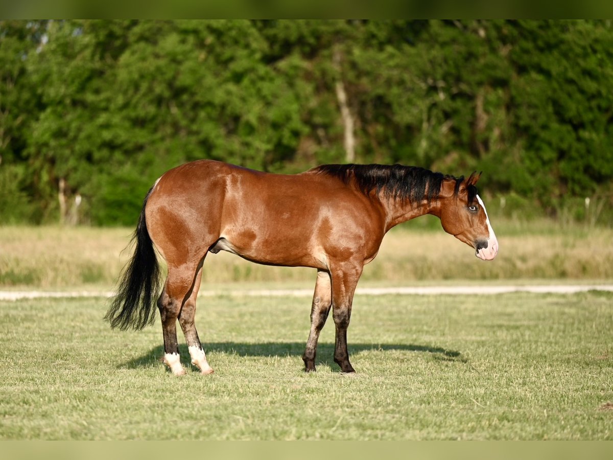 American Quarter Horse Castrone 4 Anni 155 cm Baio ciliegia in Waco
