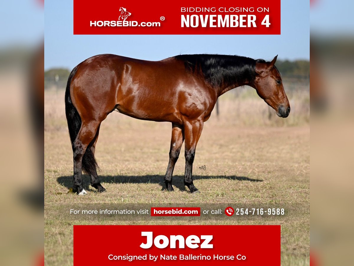 American Quarter Horse Castrone 4 Anni 155 cm Baio ciliegia in Waco, TX