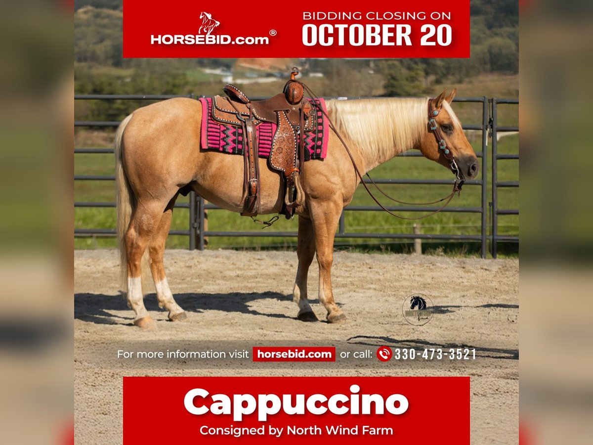 American Quarter Horse Castrone 4 Anni 155 cm Palomino in Fredericksburg