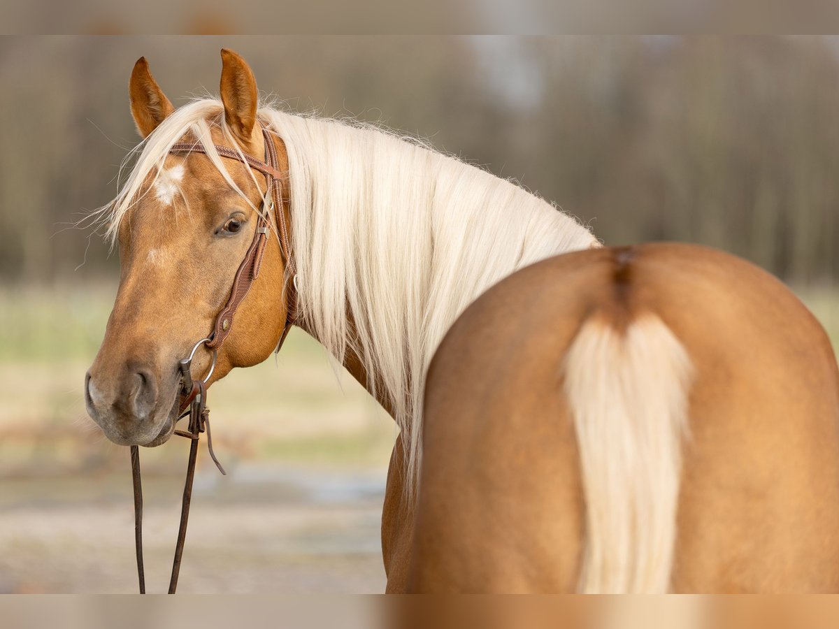 American Quarter Horse Castrone 4 Anni 155 cm Palomino in Amsterdam