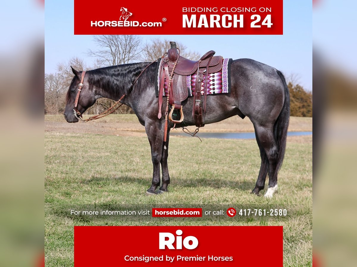 American Quarter Horse Castrone 4 Anni 155 cm Roano blu in Buffalo, MO