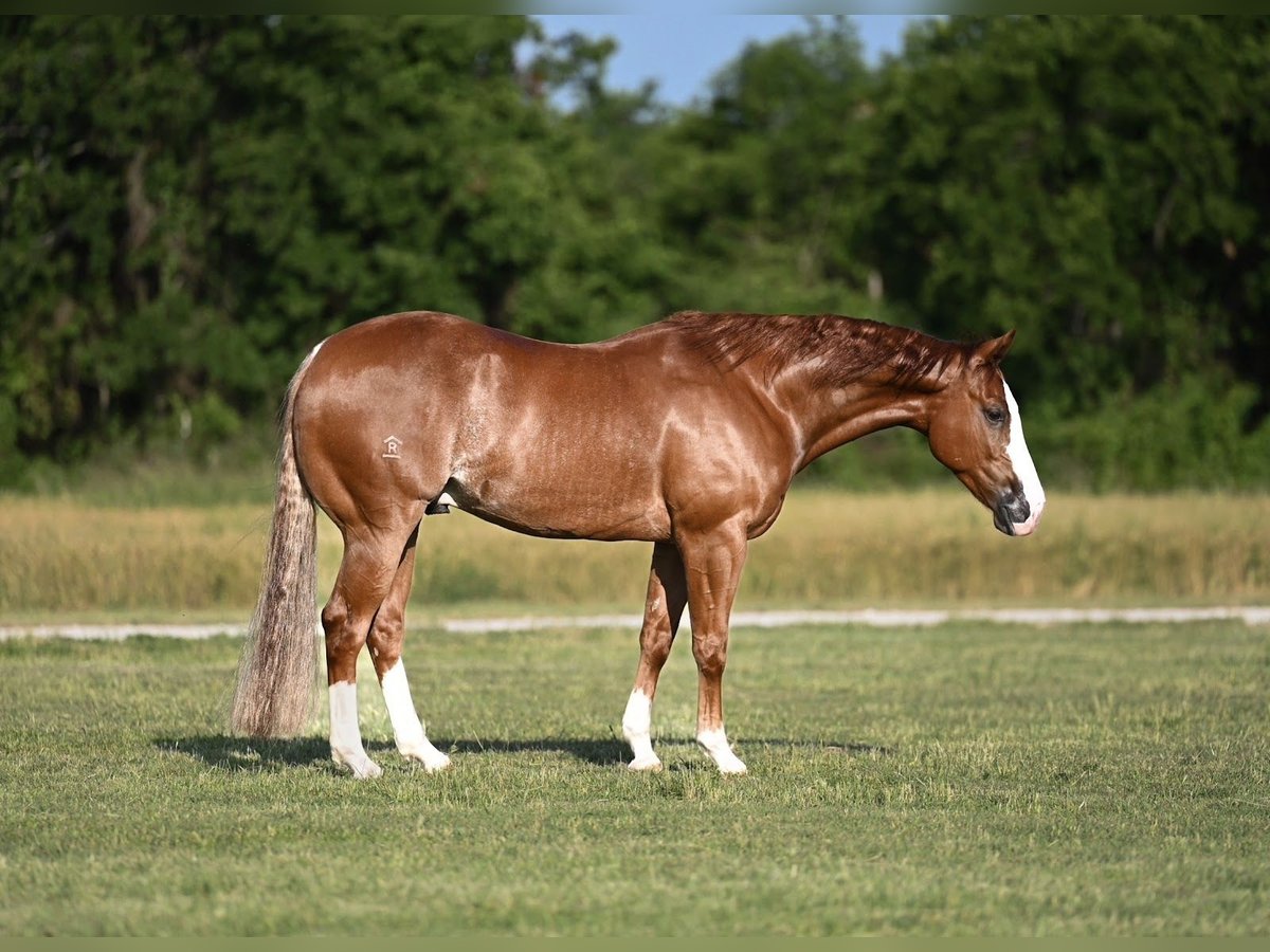 American Quarter Horse Castrone 4 Anni 155 cm Sauro ciliegia in Waco