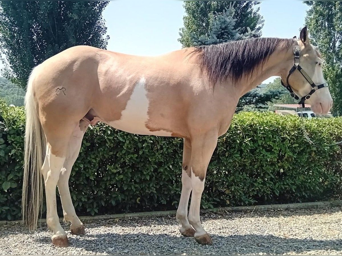 American Quarter Horse Castrone 4 Anni 156 cm Overo-tutti i colori in San Miniato Basso