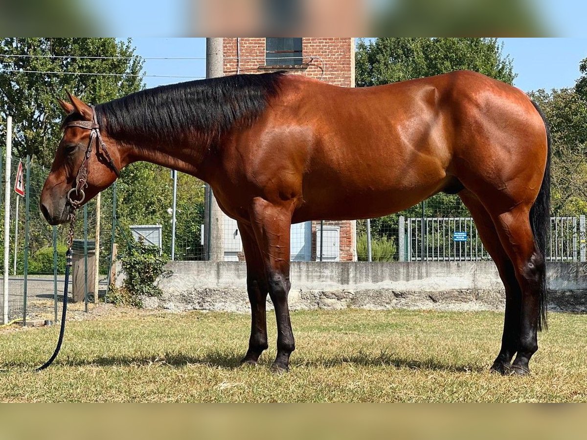 American Quarter Horse Castrone 4 Anni 156 cm in Piacenza