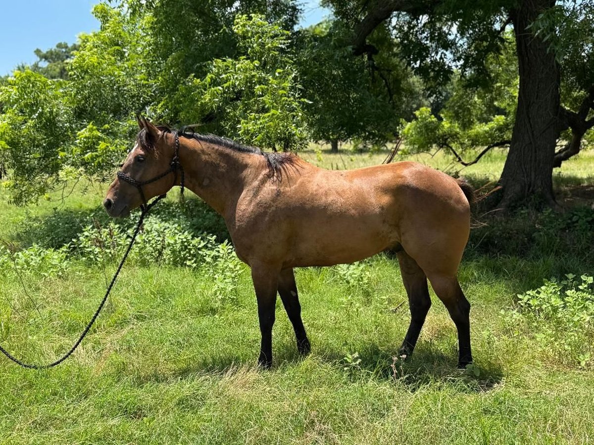 American Quarter Horse Castrone 4 Anni 157 cm Baio ciliegia in Henrietta, TX