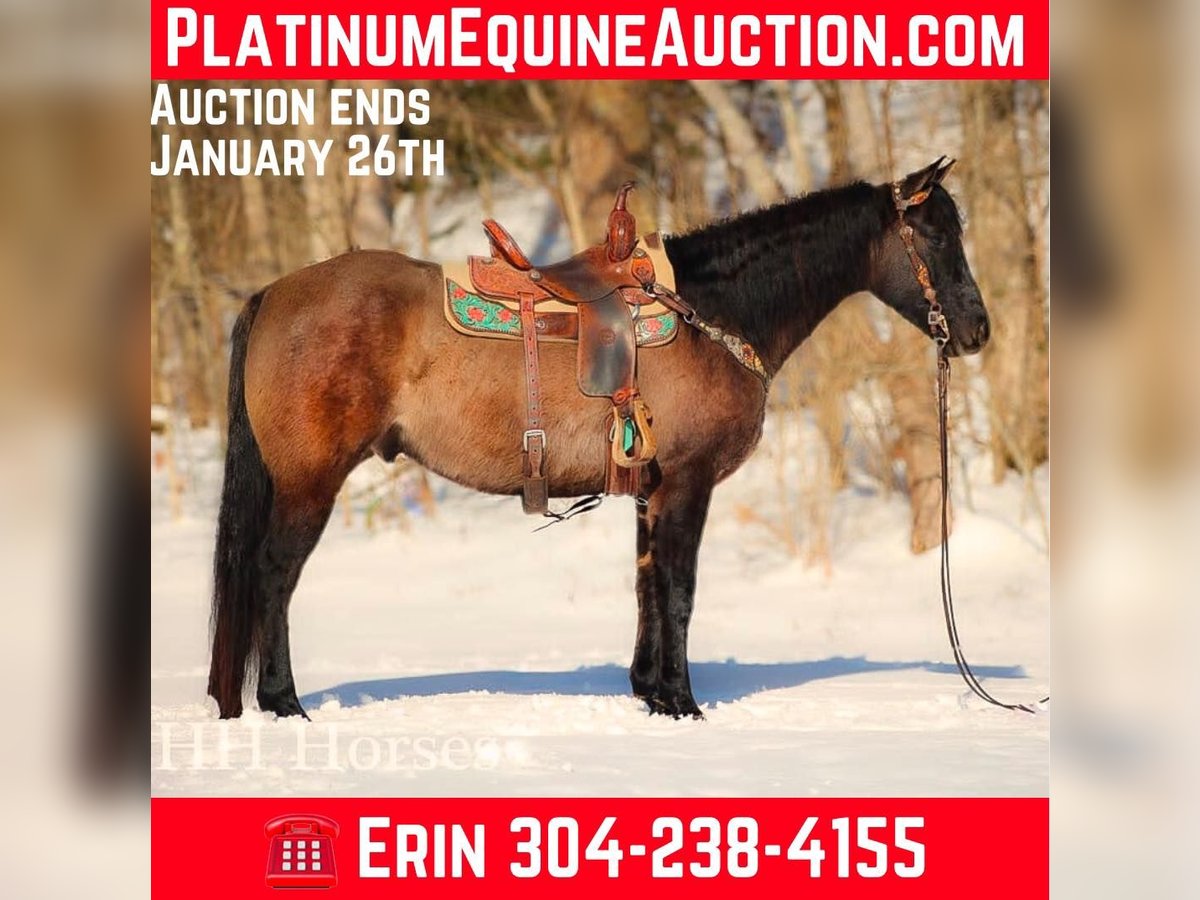 American Quarter Horse Castrone 4 Anni 160 cm Grullo in FLEMINGSBURG, KY