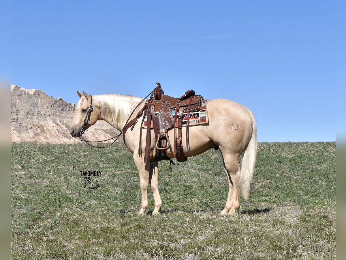 American Quarter Horse Castrone 4 Anni 160 cm Palomino in Bayard, Nebraska