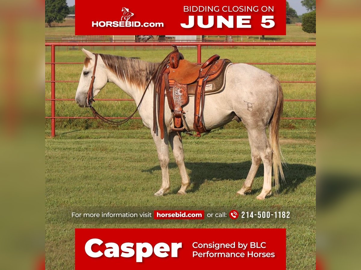 American Quarter Horse Castrone 4 Anni Grigio in Grand Saline, TX