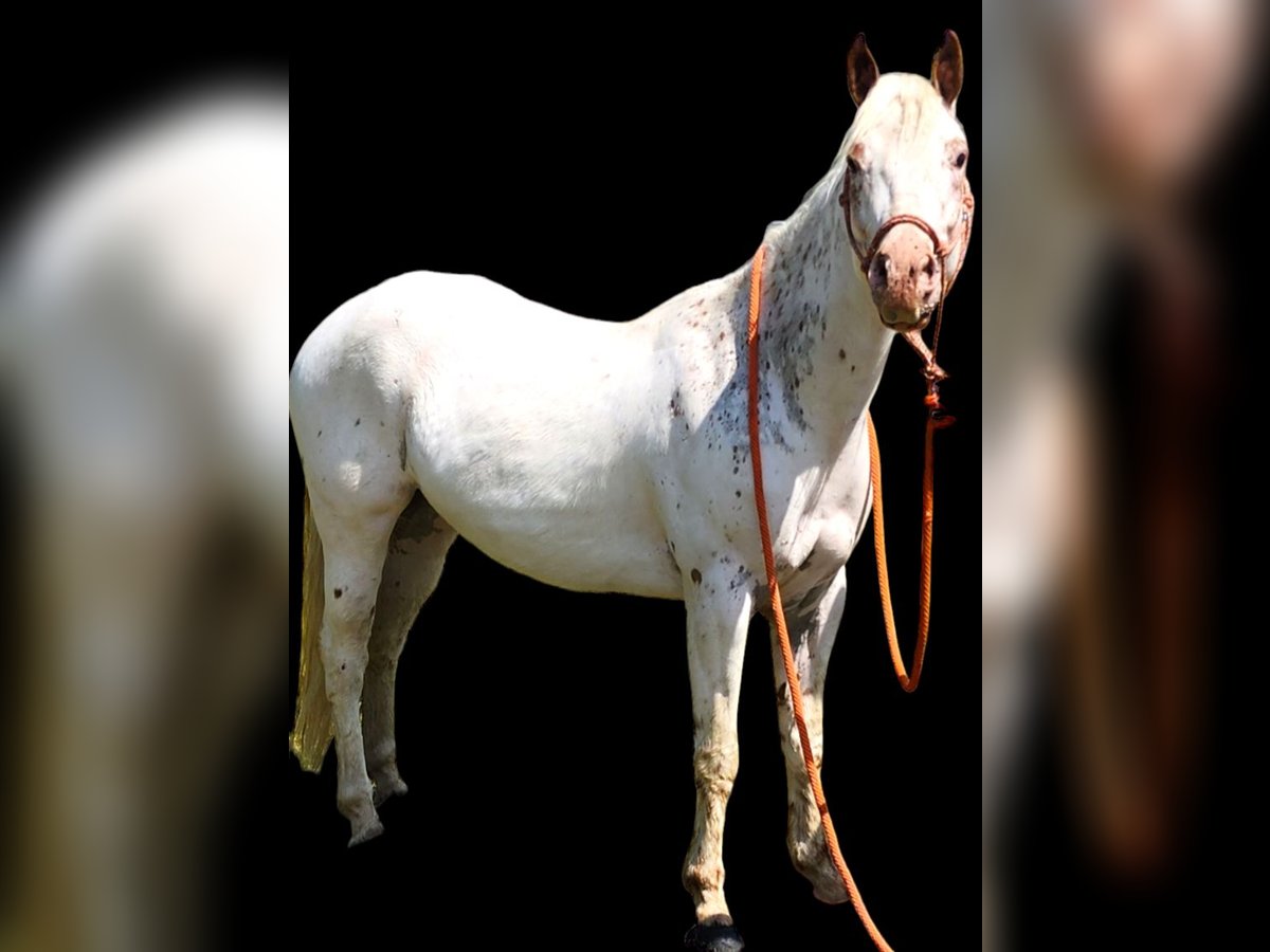 American Quarter Horse Castrone 5 Anni 132 cm Sauro scuro in Spencerville IN