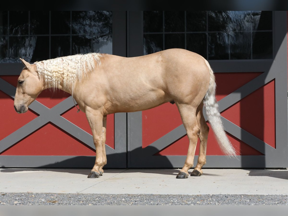 American Quarter Horse Castrone 5 Anni 137 cm Palomino in Millersburg