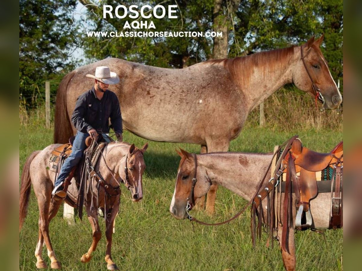 American Quarter Horse Castrone 5 Anni 142 cm Roano rosso in Greensburg, KY