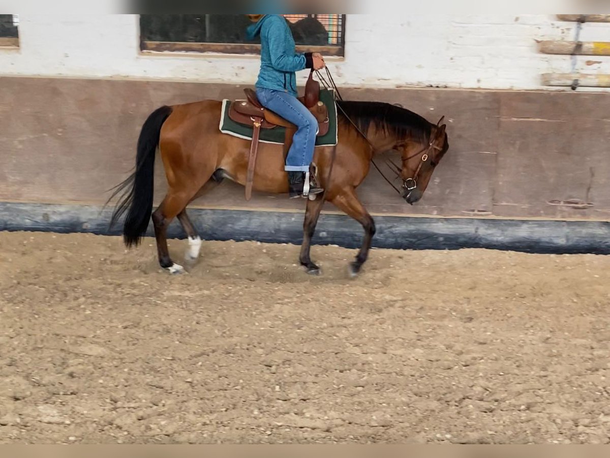 American Quarter Horse Castrone 5 Anni 145 cm Baio in Aachen American Quarter Horse Castrone 5 Anni 145 cm Baio in Aachen