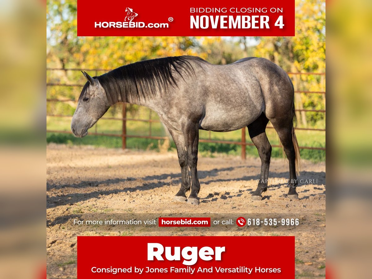 American Quarter Horse Castrone 5 Anni 145 cm Grigio in Lewistown, IL