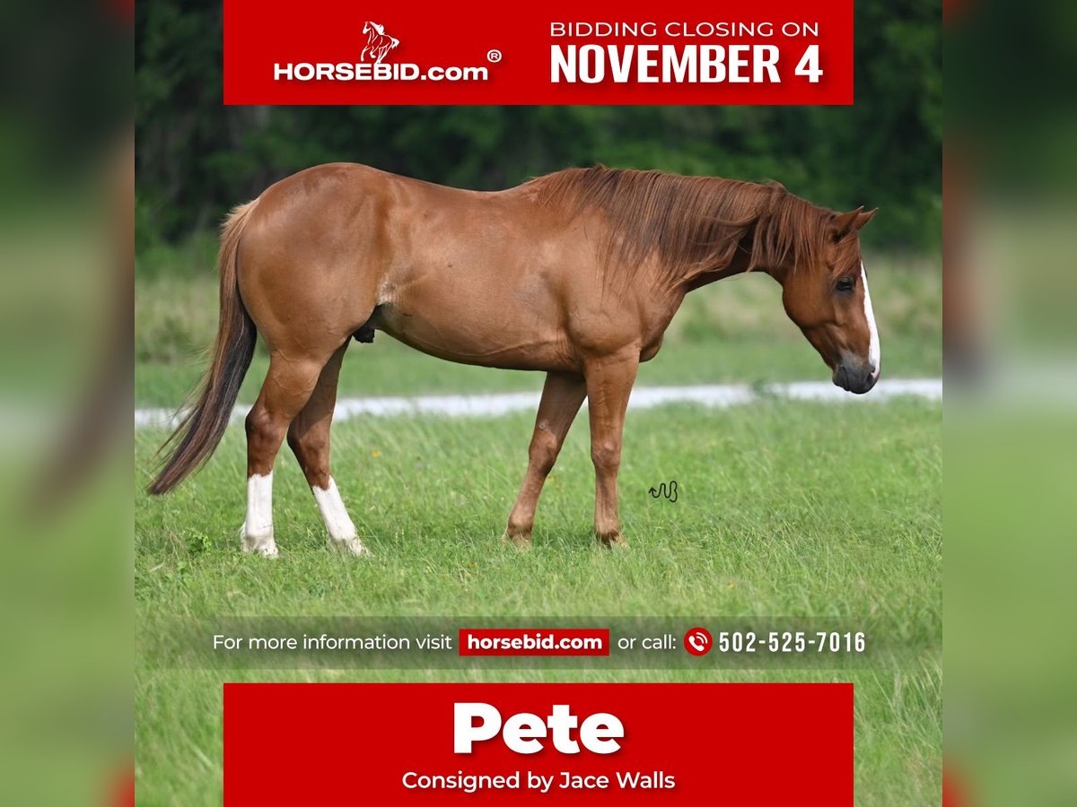 American Quarter Horse Castrone 5 Anni 145 cm Sauro ciliegia in Waco